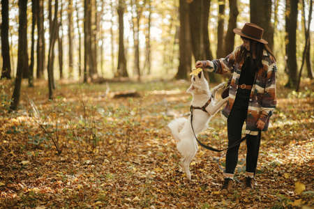 Stylish woman playing with cute dog with yellow leaf in sunny autumn woods. Young female traveler and swiss shepherd white dog jumping in beautiful forest. Training with petの写真素材