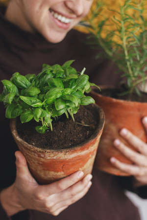 Fresh green basil plant and rosemary plant in clay pots in happy woman hands on background of rustic room. Repotting and cultivating aromatic herbs at home. Horticultureの写真素材