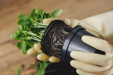 Hands in gloves holding fresh green basil plant in plastic on background of empty pot and rosemary plant on wooden floor. Repotting and cultivating aromatic herbs at home. Horticultureの写真素材