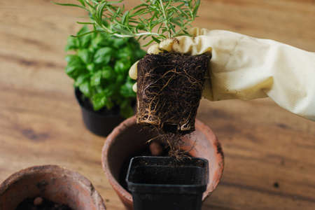 Hands in gloves holding rosemary plant with roots and soil on background of empty pot and fresh green basil plant on wooden floor. Repotting and cultivating aromatic herbs at home. Horticultureの写真素材