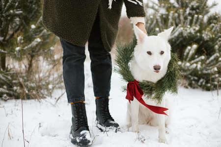 Cute dog in christmas wreath and owner in snowy winter park. Adorable white Swiss Shepherd dog in xmas wreath with red bow sitting at stylish woman legs. Winter holidays in countryside. Cropped viewの写真素材