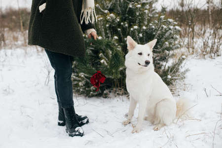 Woman with christmas wreath and cute dog in snowy winter park. Stylish female in cozy coat holding xmas wreath with red bow and white dog sitting at snowy tree. Cropped view. Winter timeの写真素材