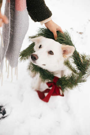Woman putting christmas wreath on cute dog in snowy winter park. Stylish female in cozy coat holding xmas wreath with red bow and white dog sitting at snowy tree. Cropped view. Winter timeの写真素材