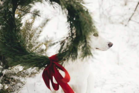 Stylish woman in cozy mittens and coat holding xmas wreath with red bow on background of cute white dog in snowy winter field. Merry Christmas! Pet and holidaysの写真素材