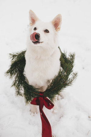 Cute dog in Christmas wreath sitting in snow winter park. Adorable white swiss shepherd dog in stylish christmas wreath with red bow. Merry Christmas! Winter Holidays in countrysideの写真素材