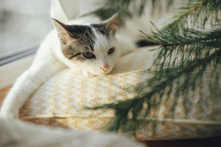 Adorable kitten lying on yellow pillow under green fir branches in cozy scandinavian room. Winter time. Adorable cat relaxing at christmas tree branches. Happy Holidays!の写真素材
