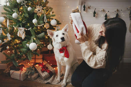 Stylish woman putting on adorable dog santa hat at christmas tree with gifts. Young happy female playing with cute white dog in festive scandinavian room. Pet and winter holidaysの写真素材