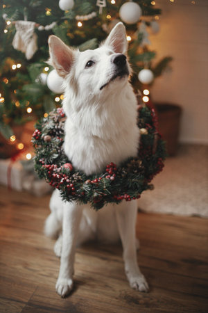 Adorable dog in christmas wreath sitting on background of christmas tree with gifts and lights....