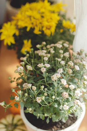 Stylish chrysanthemums flowers in pots in sunshine and pumpkins on wooden windowsill in rustic room. Hello autumn, home decoration for fall holidays in countryside. Cozy autumnの写真素材