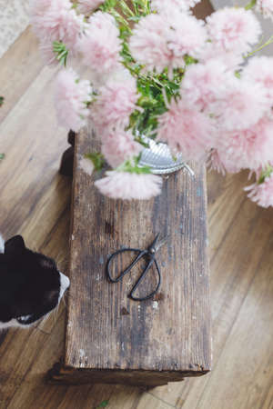 Beautiful autumn flowers, scissors and cute cats on rustic wooden background. Top view. Pink asters flowers and pet, decoration for fall holidays in countryside home. Cozy autumnの写真素材