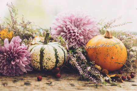 Happy Thanksgiving. Stylish pumpkins, purple dahlias flowers, heather on rustic old wooden background in light. Fall harvest rural composition space for text. Atmospheric autumn imageの写真素材