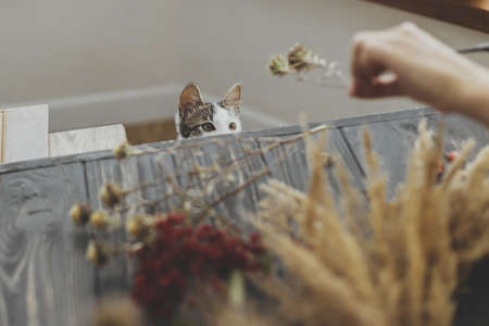 Woman playing with cute little kitten with dry herbs while making  stylish boho autumn wreath with dry grass on rustic wooden table. Adorable cat companion and helperの写真素材