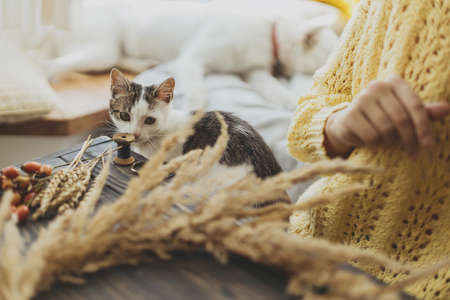 Cute little kitten looking at woman making stylish boho wreath with dry grass, wildflowers and herbs on rustic wooden table. Holiday workshop. Adorable cat companion and helperの写真素材