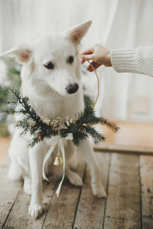 Woman hand putting modern christmas wreath on adorable white dog. Cute white swiss shepherd with funny emotion in stylish xmas wreath sitting in modern scandinavian room. Merry Christmas!の写真素材