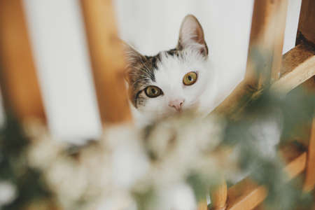 Adorable kitten portrait in modern christmas wreath on rustic wooden chair. Cute curious cat and stylish xmas wreath in scandinavian room. Pet and winter holidays. Merry Christmas! Authenticの写真素材