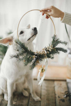 Woman hand putting modern christmas wreath on adorable white dog. Cute white swiss shepherd with funny emotion in stylish xmas wreath sitting in modern scandinavian room. Merry Christmas!の写真素材