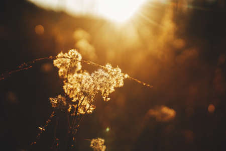 Beautiful autumn wild grass in evening sunlight, close up. Autumnal background. Beautiful fluffy thistle in sunset rays in evening autumn meadow. Space for textの写真素材
