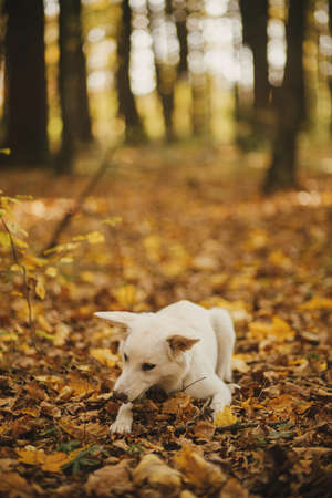 Cute funny dog sitting and biting wooden stick in autumn woods. Adorable swiss shepherd white dog in harness and leash playing with twig in beautiful fall forest. Hiking with petの写真素材