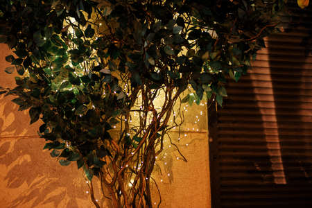 Stylish modern tree with green leaves in christmas lights illumination on building in evening....
