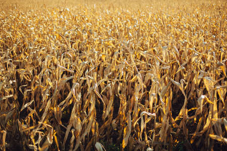 Yellow corn field in sunny autumn day. Harvest time. Maize field, yellow stems and leaves in warm...