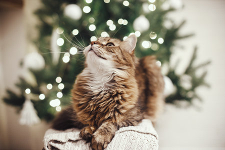 Adorable tabby cat with curious look relaxing on knitted sweater on background of christmas tree lights. Cute maine coon sitting in festive scandinavian room. Pet and cozy winter holidaysの写真素材