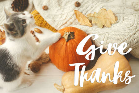 Give thanks text on cute kitten playing with pumpkin at sweaters, autumn leaves. Happy thanksgiving Seasonal greeting card, handwritten sign. Thanksgiving greetingsの写真素材