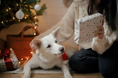 Merry Christmas! Stylish woman and adorable dog holding christmas gift under christmas tree with lights. Cute dog with wrapped present sitting with owner in festive scandinavian room. Cropped viewの写真素材