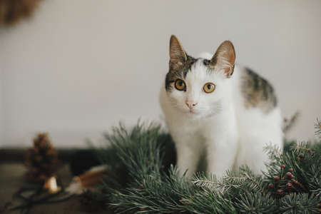 Cute little cat with funny look sitting in rustic christmas wreath with pine branches and red...