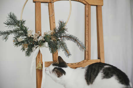 Adorable kitten playing with modern christmas wreath on rustic wooden chair. Cute curious cat and stylish xmas wreath in scandinavian room. Pet and winter holidays. Merry Christmas! Authenticの写真素材