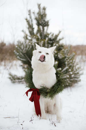 Merry Christmas! Cute dog in Christmas wreath sitting in snow winter park. Portrait of adorable white dog in stylish christmas wreath with red bow at snowy pine tree. Winter Holidays in countrysideの写真素材