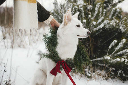 Cute dog in christmas wreath and owner in snowy winter park. Adorable white Swiss Shepherd dog in xmas wreath with pine branches and red bow. Winter holidays in countryside. Merry Christmas!の写真素材