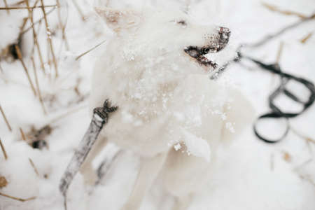 Cute funny dog playing with snow in winter park. Adorable white swiss shepherd dog catching snowballs and playing with snow with owner. Loyal companion and friend. Traveling with petの写真素材