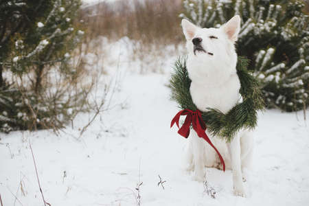 Merry Christmas! Cute dog in Christmas wreath sitting in snow winter park. Portrait of adorable white dog in stylish christmas wreath with red bow at snowy pine tree. Winter Holidays. Space for textの写真素材