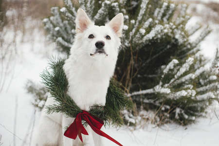 Merry Christmas! Cute dog in Christmas wreath sitting in snow winter park. Portrait of adorable white dog in stylish christmas wreath with red bow at snowy pine tree. Winter Holidays. Space for textの写真素材