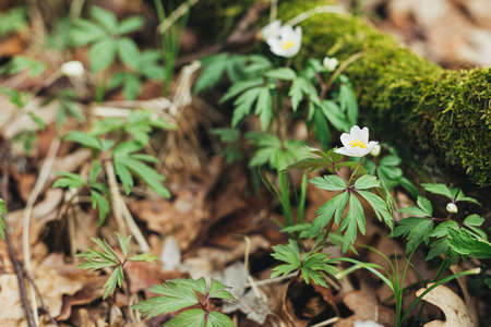 Beautiful wood anemones blooming. Wild anemone nemorosa growing and blooming in spring forest. Spring awakening in woods, first flowers. Hello Springの写真素材