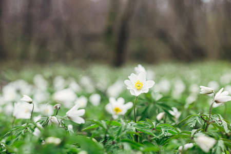 Beautiful wood anemones blooming close up. Wild anemone nemorosa growing and blooming in spring forest. Awakening in woods, first flowers. Spring background, copy space. Hello Springの写真素材