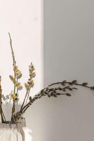 Willow branches close up in sunny light on white wall background. Happy Easter ! Simple stylish easter decor aesthetics. Space for text. Blooming pussy willow, spring timeの写真素材