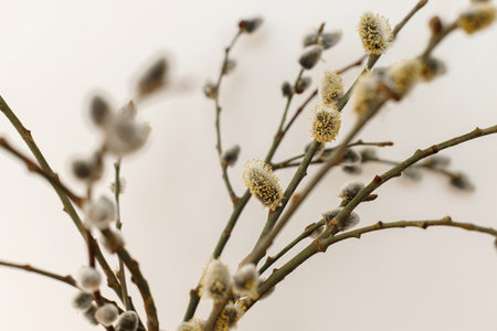 Willow branches close up in sunny light on white wall background. Happy Easter ! Simple stylish easter decor. Space for text. Blooming pussy willow, spring timeの写真素材