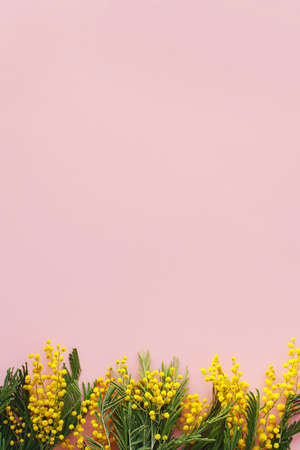 Hello spring flat lay. 8 march. Stylish mimosa flowers on pink background with space for text. Happy womens day and Happy Mothers day greeting card template. Beautiful blooming mimosaの写真素材
