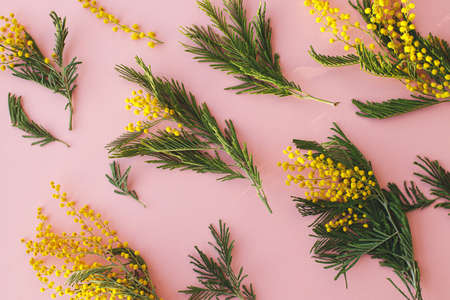 Hello spring flat lay. Stylish mimosa flowers composition on pink background. 8 march. Happy womens day and Happy Mothers day greeting card. Beautiful blooming mimosa patternの写真素材