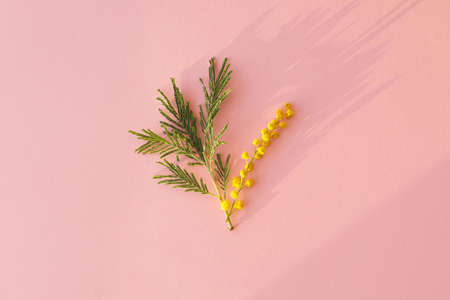 Hello spring concept. Stylish mimosa flower flat lay on pink background in sunlight. 8 march. Happy womens day and Happy Mothers day. Beautiful blooming mimosaの写真素材