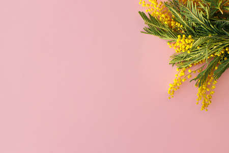 Hello spring flat lay. 8 march. Stylish mimosa flowers on pink background with space for text. Happy womens day and Happy Mothers day greeting card template. Beautiful blooming mimosaの写真素材