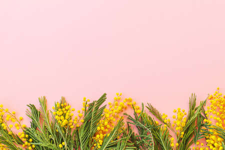 8 march. Hello spring flat lay. Stylish mimosa flowers on pink background with space for text. Happy womens day and Happy Mothers day greeting card template. Beautiful blooming mimosaの写真素材