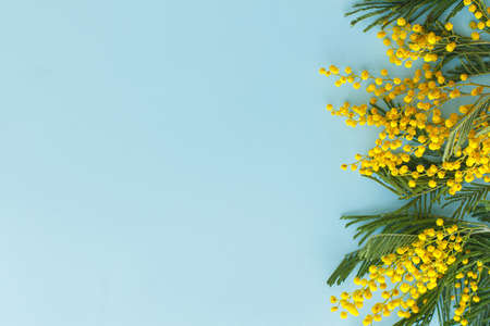 Hello spring flat lay. 8 march. Stylish mimosa flowers on blue background with space for text. Happy womens day and Happy Mothers day greeting card template. Beautiful blooming mimosaの写真素材