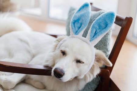 Cute dog in blue bunny ears sleeping in cozy rustic chair. Happy Easter. Pet and easter holiday at...