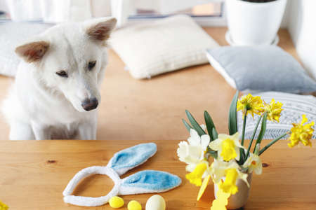 Cute dog sitting at table with bunny ears headband, flowers, eggs, decorations. Happy Easter. Pet...