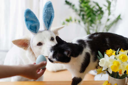 Cute dog in bunny ears and cat looking at stylish easter egg in woman hand. Happy Easter. Pets and...