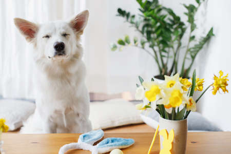 Cute funny dog sitting at table with bunny ears, daffodils flowers, eggs, decorations. Happy Easter....