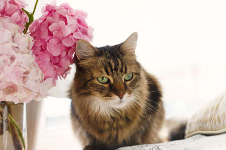 Cute tabby cat sitting under beautiful hydrangea flowers in sunny light on window sill. Adorable portrait of Maine coon with pink hydrangea flowers. Sweet home moments. Hello springの写真素材