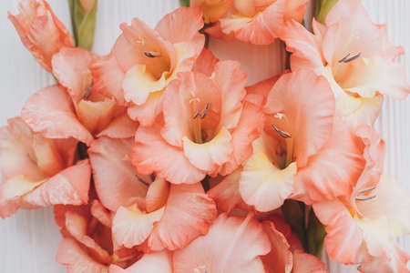 Beautiful gladiolus flowers flat lay on white wood. Floral greeting card template. Happy Mothers day...
